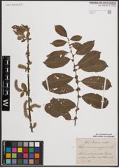 Foto von Salix cinerea L. x Salix nigricans Sm.
